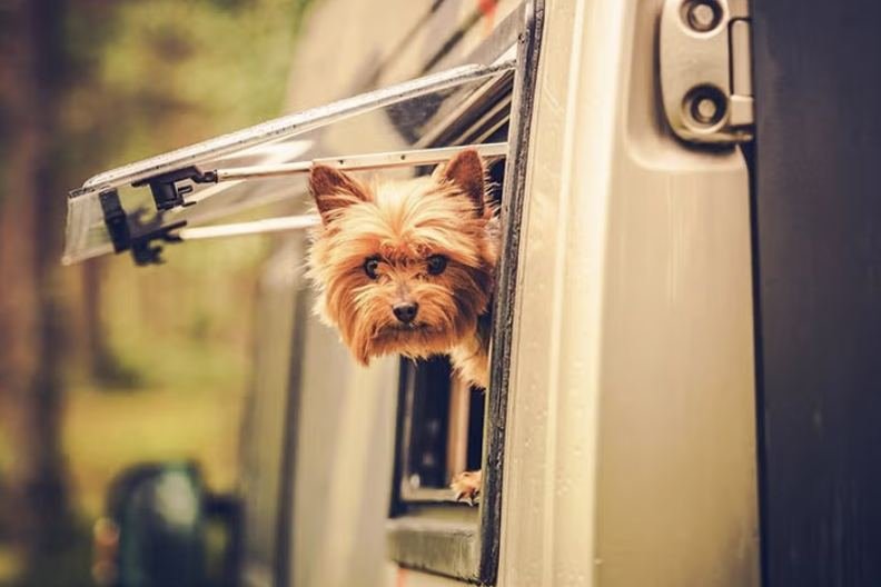 A small dog looking out of an RV window