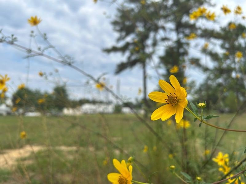 Wildflowers beside the RV sites